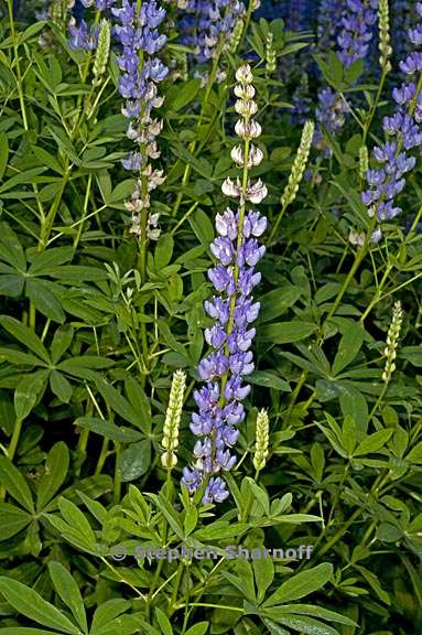 lupinus latifolius var columbianus 1 graphic